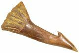 Bargain, Fossil Sawfish (Onchopristis) Rostral Barb - Morocco #366671-1